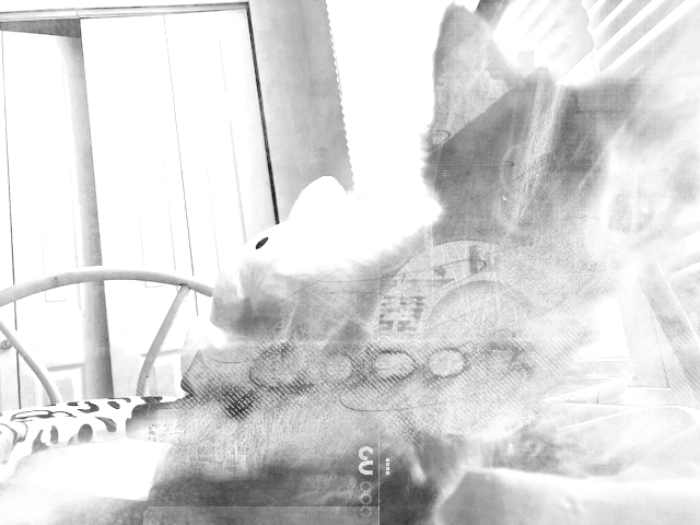 a picture of a sweet grey kitten in a bedroom looking into the camera